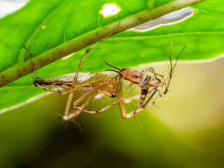 Jumping Spider catch a flesh Insect