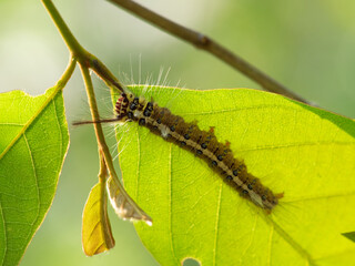 a caterpillar sits on a leaf in a meadow