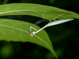 Obraz premium Mantis catch insect Thailand