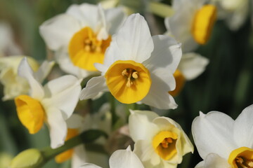 日本の冬の庭に咲く白い花びらと黄色い副花冠を持つフサザキスイセンの花