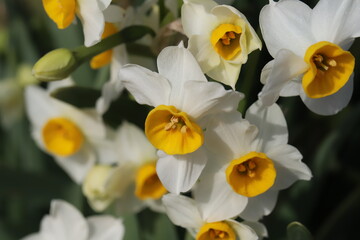 日本の冬の庭に咲く白い花びらと黄色い副花冠を持つフサザキスイセンの花