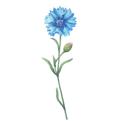 Close up of blue cornflower flower (Centaurea cyanus, bachelor's button, knapweed or bluett). Watercolor hand drawn painting illustration isolated on white background. - obrazy, fototapety, plakaty