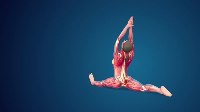 3D human Hanumanasana or Monkey yoga pose on blue background, loopable
