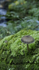 mushroom in the forest