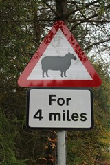 Sheep crossing for 4 miles road sign in vertical format
- 538815229