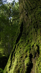 Mossy trees in the forest