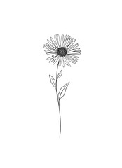 Aster flower, tattoo design, simple flower design, sticker design, minimalists floral line art, black and white floral, floral tattoo, logo design, packaging design, wedding invite design, 