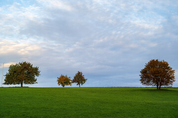 landscape with trees in fall