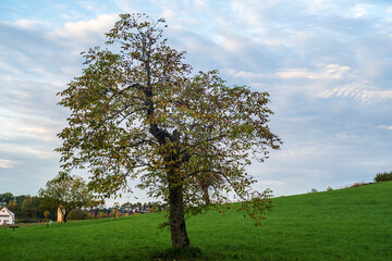 Fototapeta na wymiar tree in the field in fall