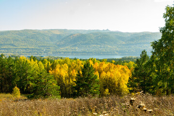 Autumn landscape. View of the autumn mixed pine and birch forest.