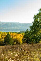 Fototapeta premium Autumn landscape. View of the autumn mixed pine and birch forest.