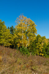 Autumn landscape. Yellow birch in the autumn forest.
