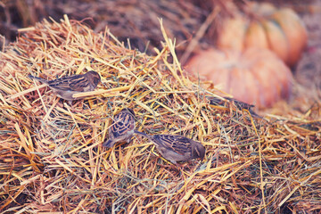 Birds sparrows peck harmful insects in the hay during harvest