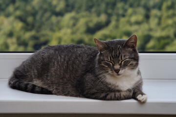 Adult gray cat near the window, pet on a white window sill indoor home