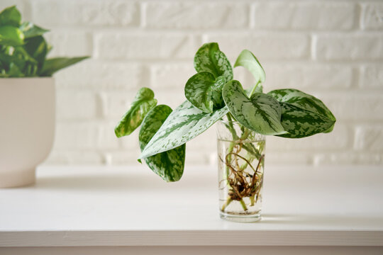 5 plantes vertes facile à entretenir - Le So Girly Blog in 2023 Plants, House pl