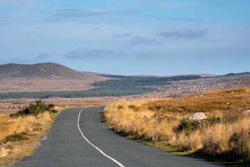 Small road in Connemara. Warm sunny day. Nature scenery with yellow vast fields and mountains in the background. County Galway, Ireland. Irish landscape. Travel and tourism.
