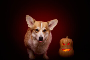 A corgi dog with a pumpkin for Halloween on a red background. The dog licks his lips in anticipation of a delicious treat for Halloween.