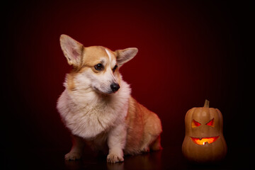 Happy Halloween. A frightened corgi dog looks in surprise at a pumpkin carved for Halloween. A dog and a pumpkin on a red background.