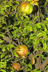 A pomegranate fruit tree where several green pomegranates are seen
