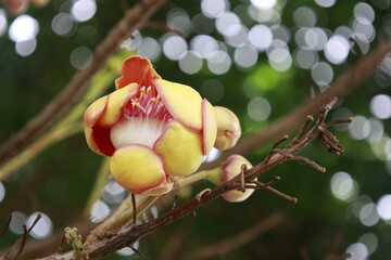 Couroupita guianensis aka Cannon Ball Tree