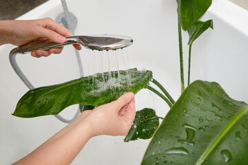 Washing plants in the home bathroom for cleaning from insects and garden pests. Treatment with...