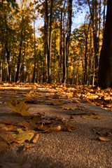 Park with a carpet of fallen leaves underfoot and golden trees.