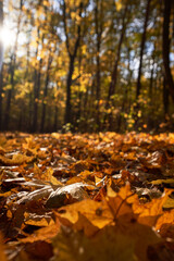 Park with a carpet of fallen leaves underfoot and golden trees.