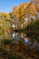 Fototapeta na wymiar Pond surrounded by yellow trees in afternoon.