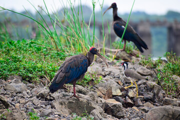 A close-up of a red-naped ibis ( pseudibis papillosa ) standing in the sand on a river bank