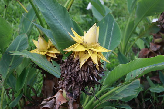 Musella lasiocarpa, aka Golden Lotus Banana