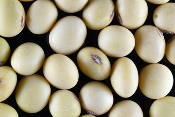 whites soybeans close up with black background