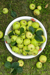 A bowl with a harvest of fresh organic garden green apples on the grass with apples nearby. Organic fruits in the home garden on the farm.