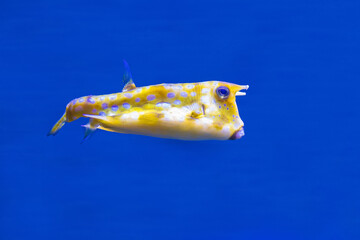 "Long-horned yellow body", Cow fish. LACTORIA CORNUTA. In nature, they are common in the Indian-Pacific region.