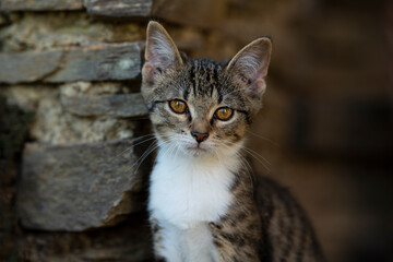 Tabby kitten explores the garden