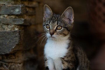 Tabby kitten explores the garden