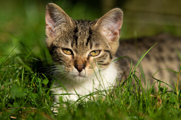 Tabby kitten explores the garden