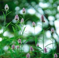 可愛いノゲイトウの花