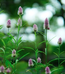 可愛いノゲイトウの花
