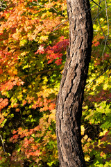 Fall Color Ferns and Vine Maple in the forest in the Cascade Mountains in Bend Oregon