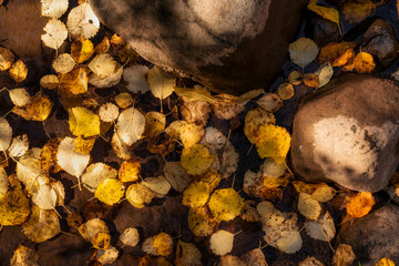 Aspen leaves in a pond as Fall colors begin in the forest in the Cascade Mountains in Bend Oregon