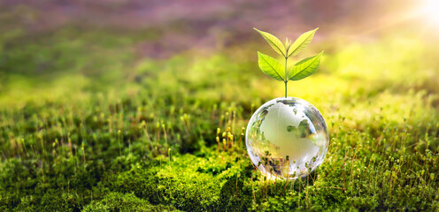 glass globe ball with tree growing and green nature blur background. eco earth day concept