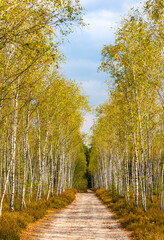 Colorful autumn young bitch forest over sandy dune in Mazoviecki Landscape Park in Karczew town near Warsaw in Mazovia region of Poland © Art Media Factory