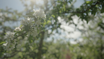 Slow motion gimbal shot of white apple tree blossom in late sprink or early summer