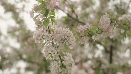 tender pinkish apple flowers on a young tree closeup