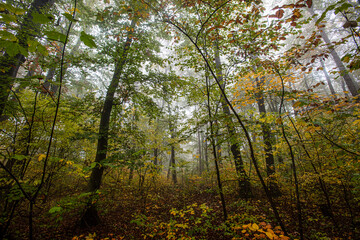 colorful autumn forest in the mist