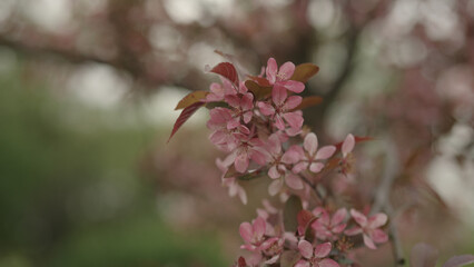 dark pink apple flowers on a young tree closeup