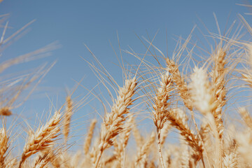 Selective focus of gold grain ready for harvest growing in a farm field. Mock up for text. 