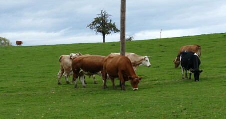 Eine kleine Kuhherde auf der Weide