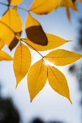  Autumn leaves on the sun and blurred trees .