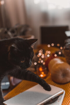autumn photo on table with candles with cat